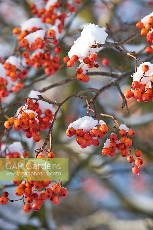 Sorbus 'Astrid' with snow