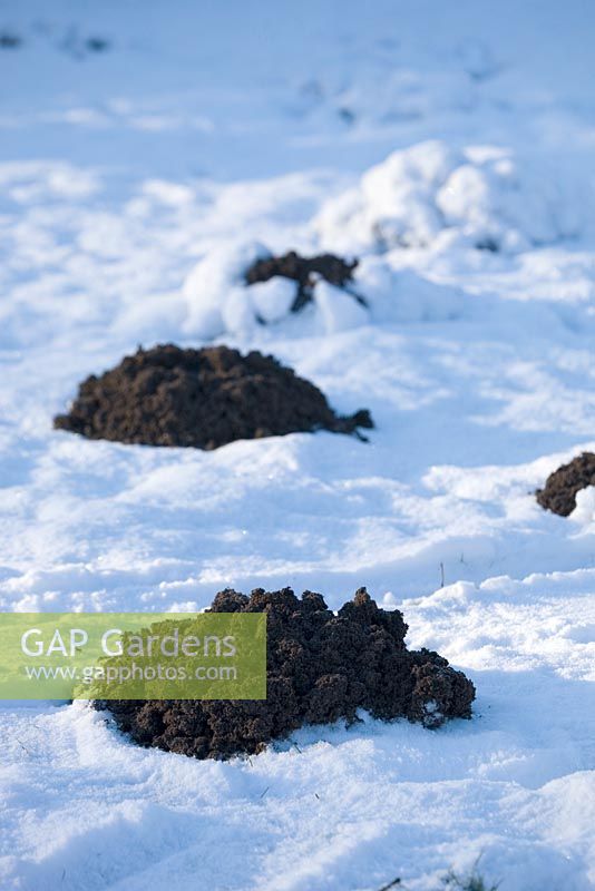 Mole hills in the snow