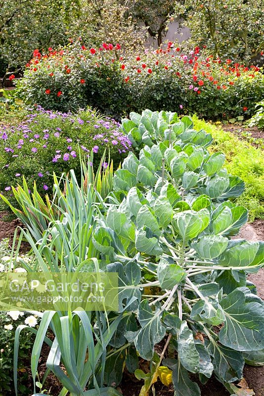 Brassica oleracea 'Gemmifera' and leeks in foreground 