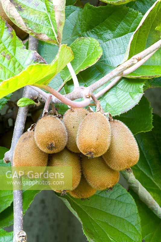 Actinidia deliciosa 'Bruno' 