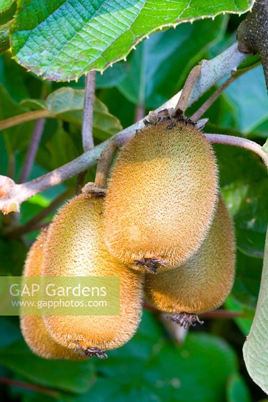 Actinidia deliciosa 'Bruno' 