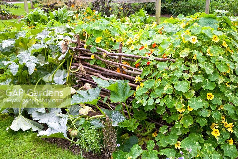 Compost heap surrounded by Tropaelum and curcubita