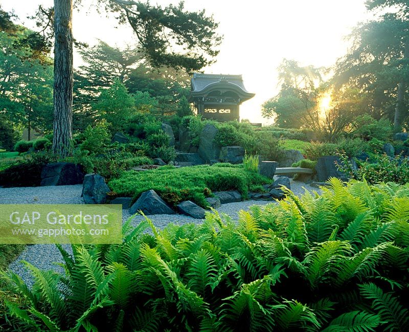 Dawn over the Japanese Landscape, with the light green foliage of Matteuccia struthiopteris in the foreground. RGB, Kew.