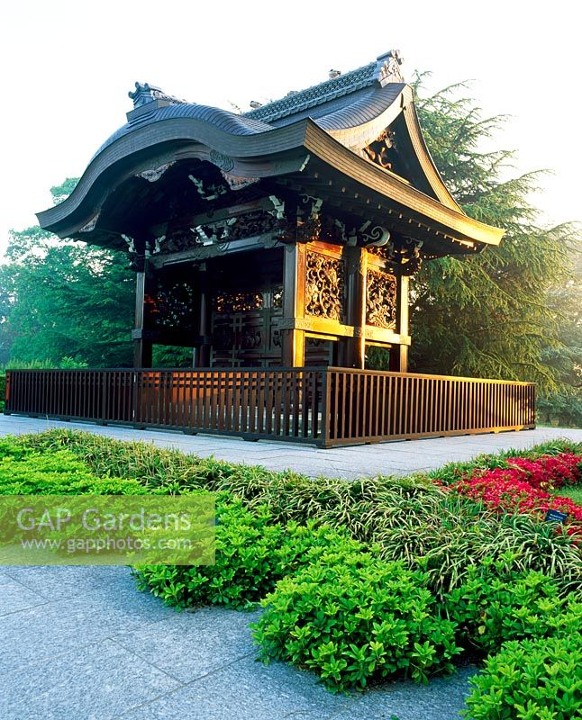 Early morning sun on the Japanese Gateway, Chokushi-Mon. The Japanese Landscape, RGB Kew - Red flowers of Rhododendron 'Mother's Day', compact evergreen shrubs Pachysandra terminalis