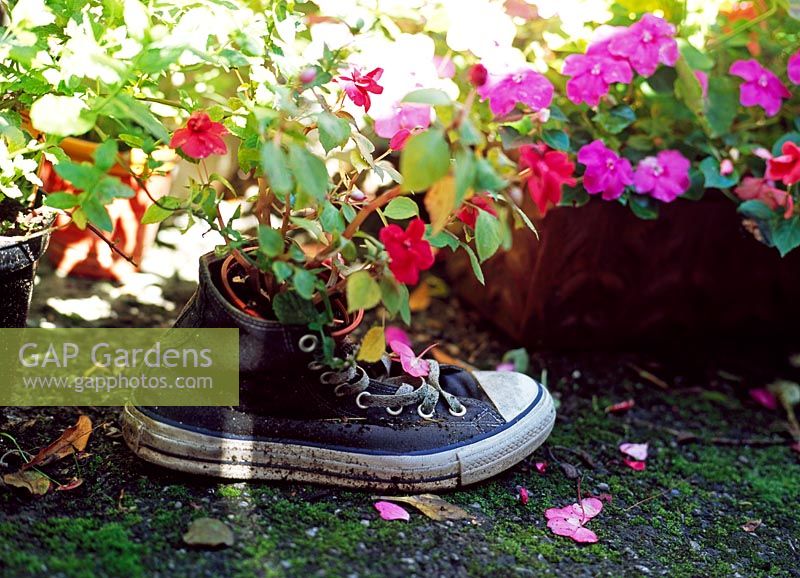 Old shoe with container of bright annual flowers - Grantham terrace