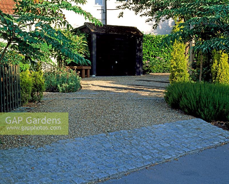 Urban front garden and driveway with trees on either side - Aralia elata on right hand side, underplanted with Santolina rosmarinifolia subsp. Rosmarinifolia.  Golden foliage of Cupressus semperivrens 'Swane's Gold'.