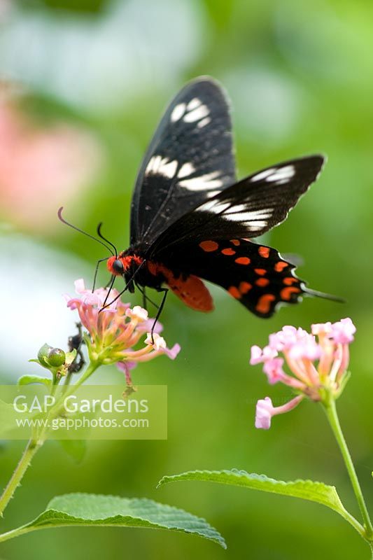 Pachliopta Hector - Crimson Rose butterfly, feeding on Lantana flowers in the Indian countryside