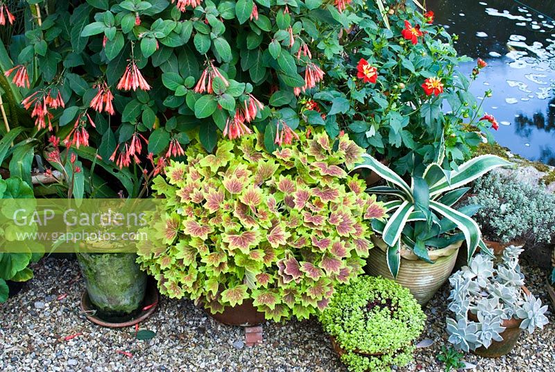 Fuchsia 'Karolle', Pelargonium 'Vancouver Centennial', Saxifrage, Graptopetalum paraguayense, Agave americana and Thymus in pots on gravel, beside a pond