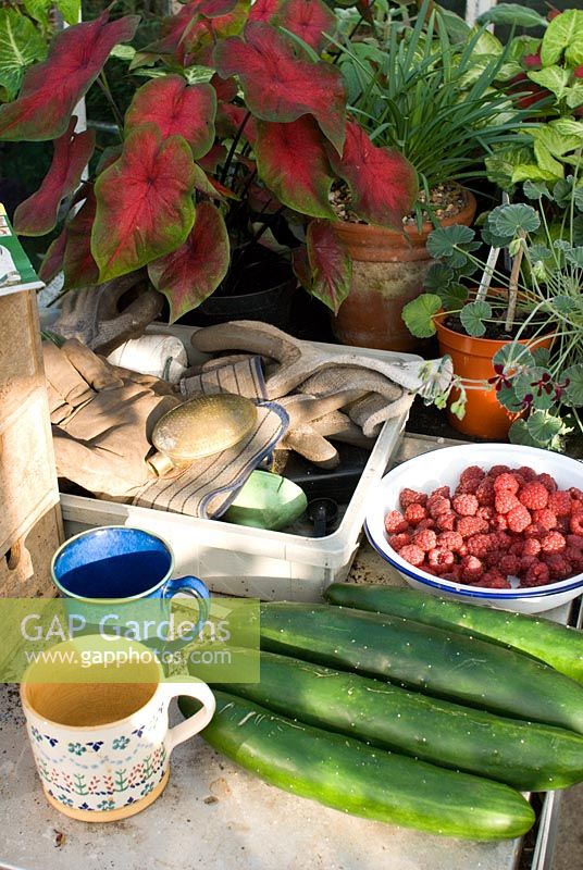 Greenhouse workbench with harvested cucumbers 'Burpless Tasty Green', bowl of raspberries 'Autumn Bliss', gloves, mugs and plants including Caladium bicolour