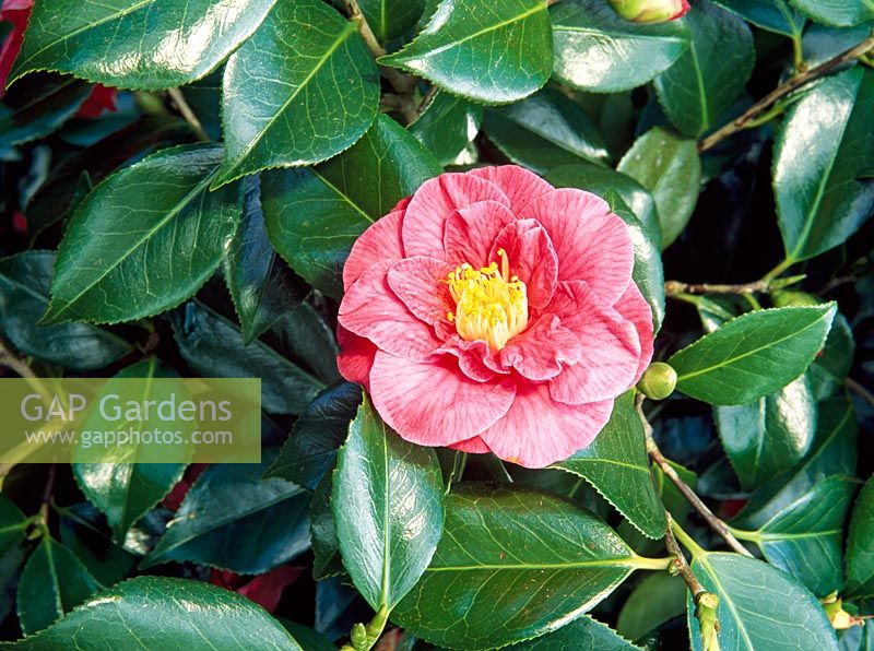 Camellia japonica 'The Czar'