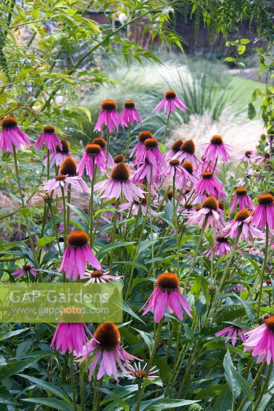 Echinacea in herbaceous border at Arley Arboretum, Worcestershire, by kind permission of the Trustees of the R D Turner Charitable Trust