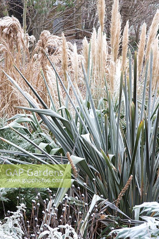 Prairie border in winter with Phormium tenax, Miscanthus and Cortaderia