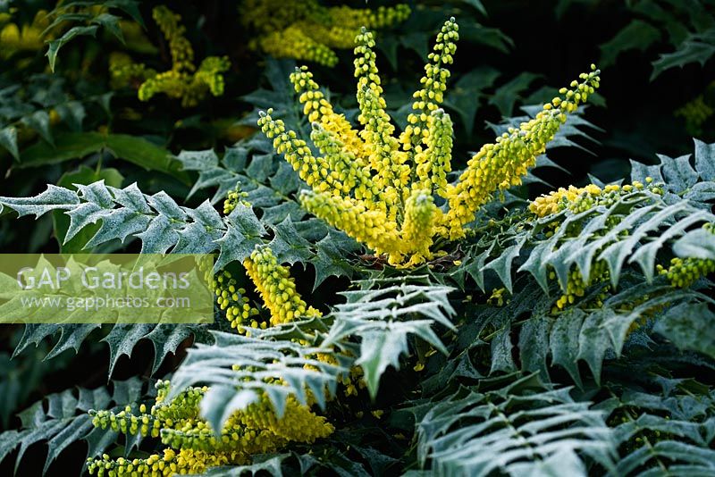 Mahonia x media 'Charity' with frost