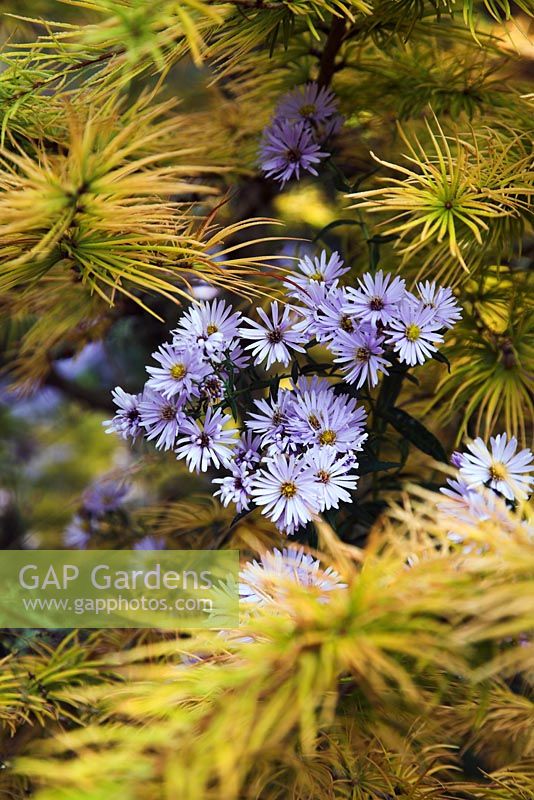 Asters with Pseudolarix amabilis - Golden Larch, in Autumn