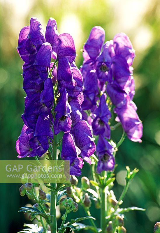 Aconitum carmichaelii 'Barker's Variety'