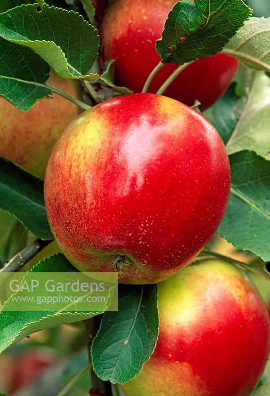 Malus 'Opalescent' - Apples at the Wisley Fruit Collection