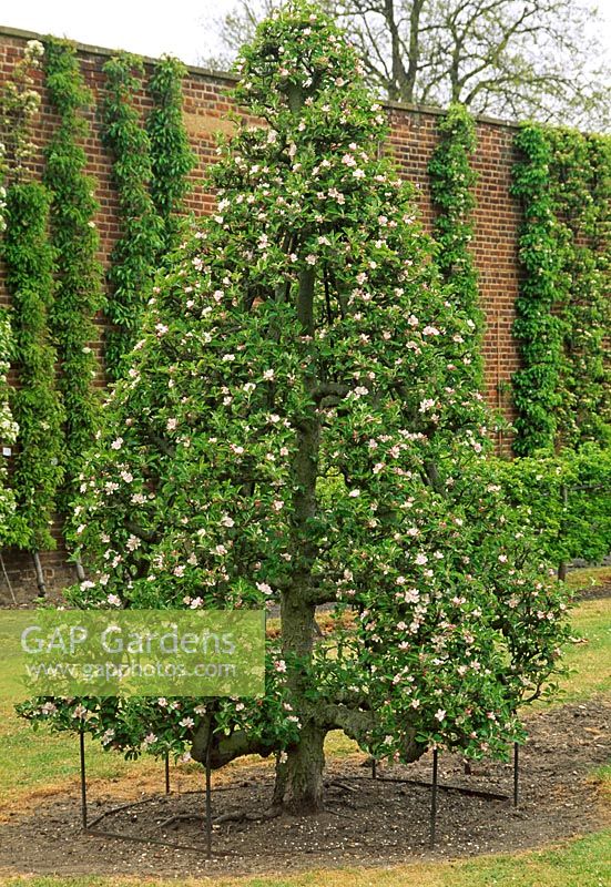 Malus 'Cox' - Winged pyramid