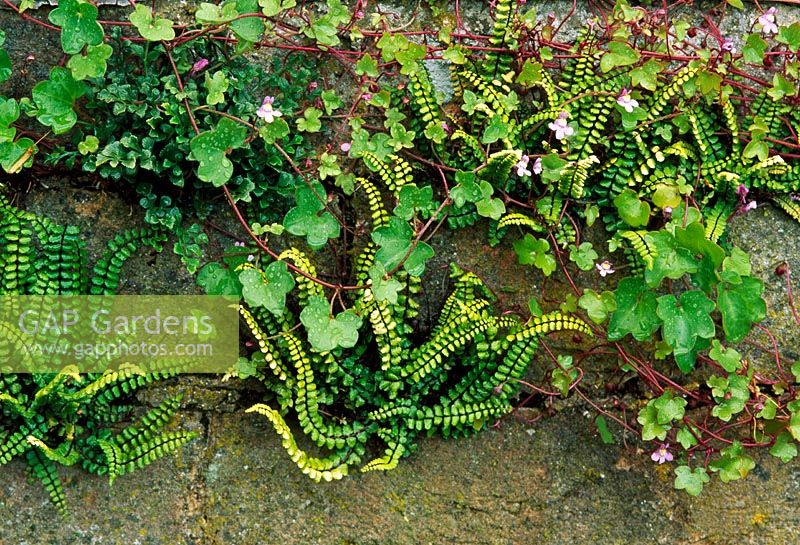 Asplenium trichomanes growing in cracks of wall