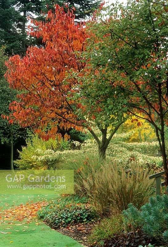 Autumnal border of Prunus, Acer, Euphorbia, Cornus alternifolia 'Argentea' and Grass - Glen Chantry, Essex