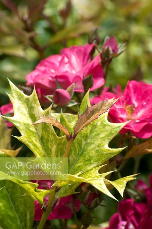 Rosa 'Robin Hood' hybrid musk 1927 close-up plant combination with Osmanthus heterophyllus