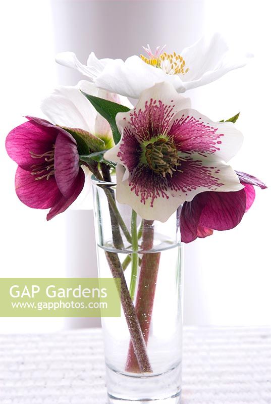 Helleborus orientalis 'Lenten Rose' and 'Harrington Speckled' in glass vase