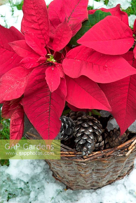 Poinsettia in basket with fir cones
