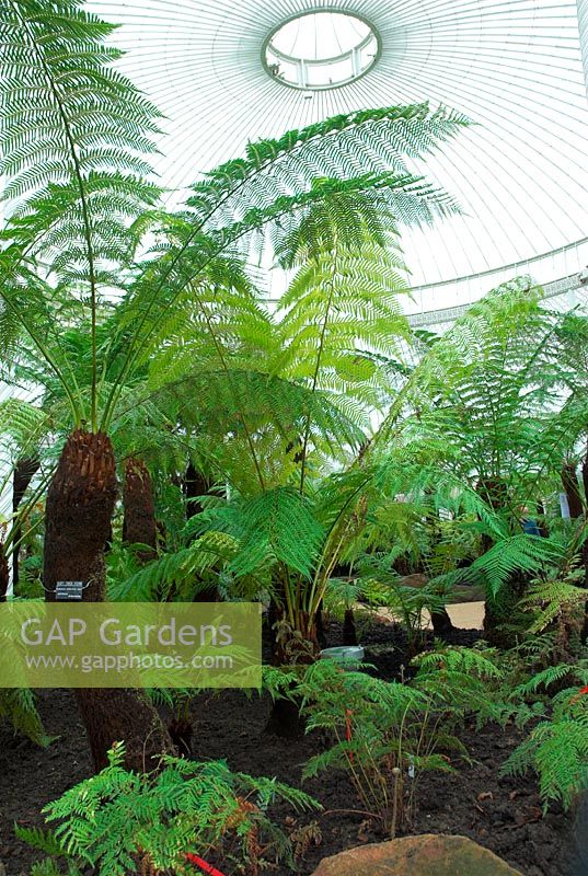 Mixed tree ferns Dicksonia spp - Kibble Palace Glasgow Botanical Gardens