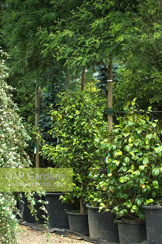 Trees And Camelias Stock Photo By Marcus Harpur, Image:, 53% OFF