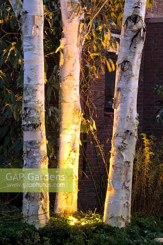 Betula - Silver birch trees with uplighters