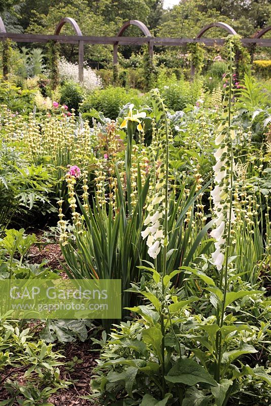 Cottage border of white Digitalis, Sisyrinchium, Iris orienatlis, Cynara and Crambe maritima - Sexby Garden, Peckham Rye Park, London, Heritage Lottery Fund 