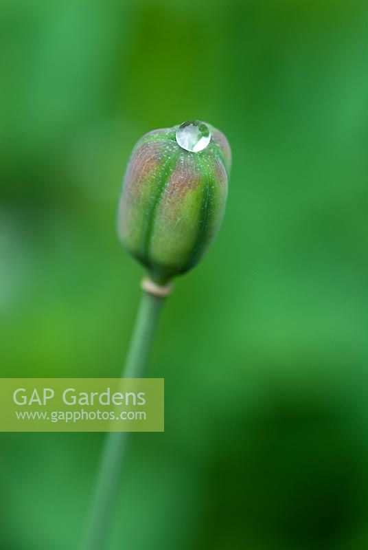 Fritillaria meleagris seed pod with rain drop