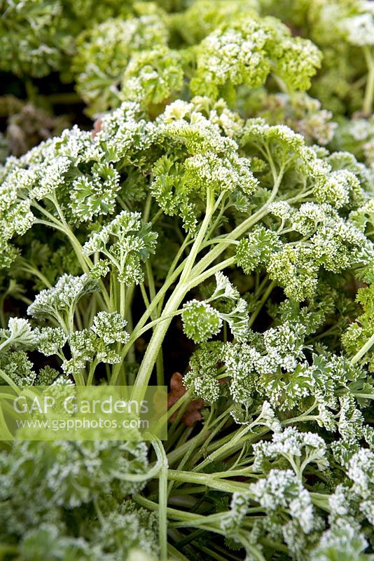 Petroselinum crispum - Parsley with frost