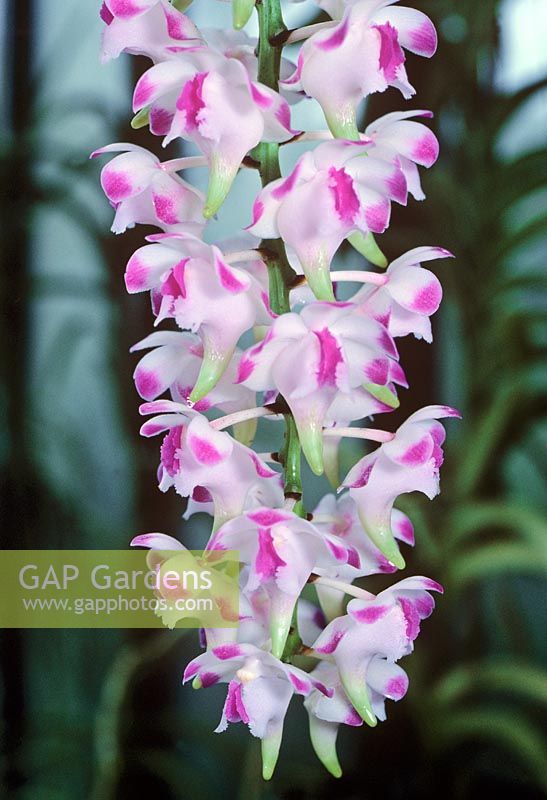 Aerides odorata - Cat's Tail Orchid