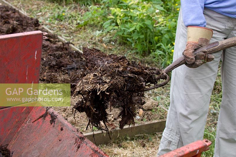 Spreading manure - Forking rotted manure from a trailer 