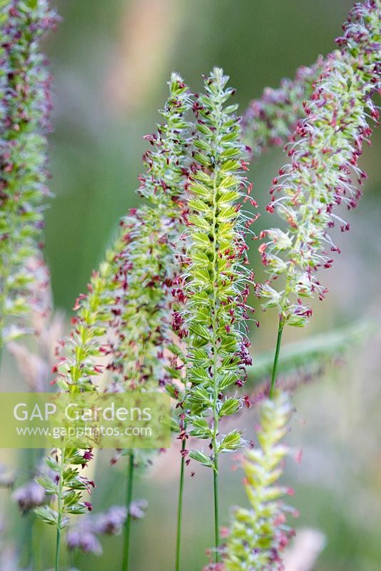 Cynosurus cristatus - Native grass showing open flowers 