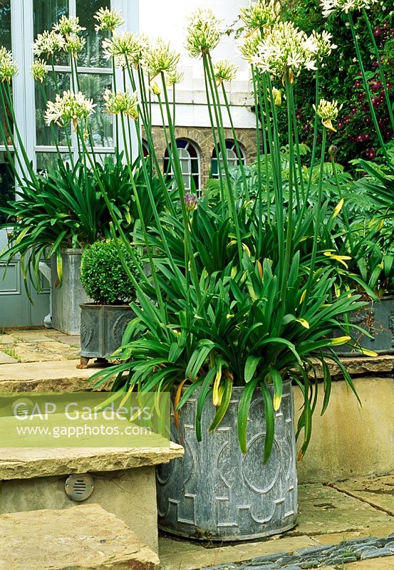 London garden, stone paved terrace with stone paving steps. Paving pattern bisected with diagonal line of small slate pebbles turned on their side. White agapanthus in galvanised decorated containers.