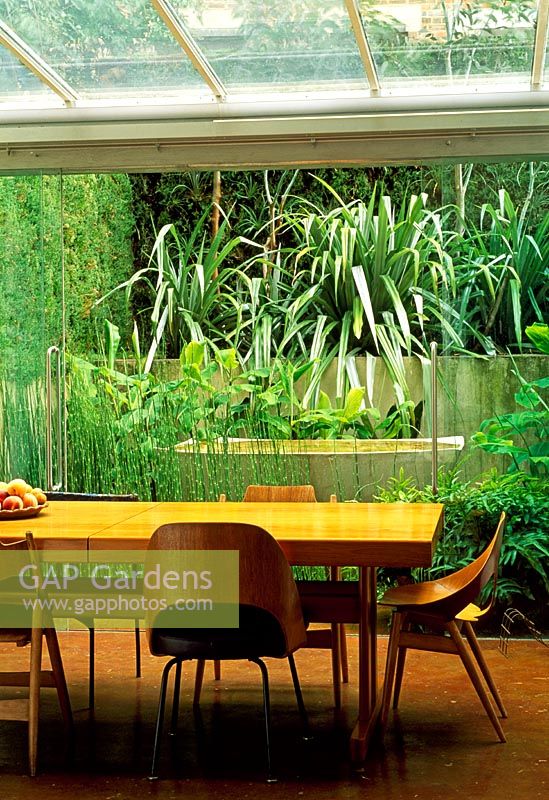 Small London garden, glass doors from the kitchen dinning area open onto a very small garden. Central piece is a concrete font that collects a shallow dish of water. Infront Equisetum and ferns. Behind the ginger plant grows. Above on a ledge Astelia chathamica grows below Eucalyptus trees. Sedum matting creates a green wall.