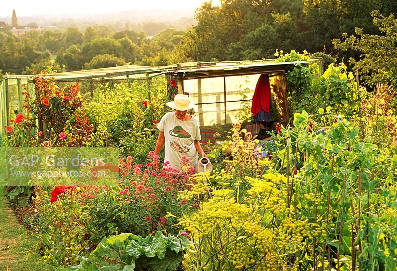 Dulwich Allotment with a delightful mix of flowers and vegetables with companion planting in mind. Woman watering, a big job at the height of summer.