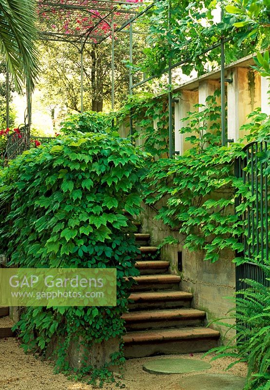 The stairway of this Spanish villa is shrouded in greenery. Bouganvilla provides welcome colour growing over the pergola at the top of the stairs.