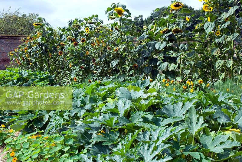 Helianthus annus - Sunflowers and curcibita - Courgettes and squashes