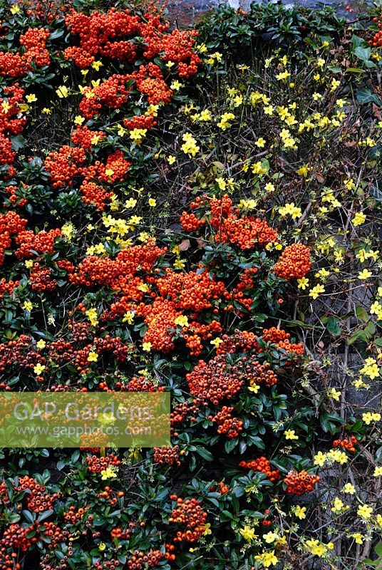 Pyracantha coccinea - Firethorn and Jasminum nudiflorum - Winter Jasmine trained against a wall