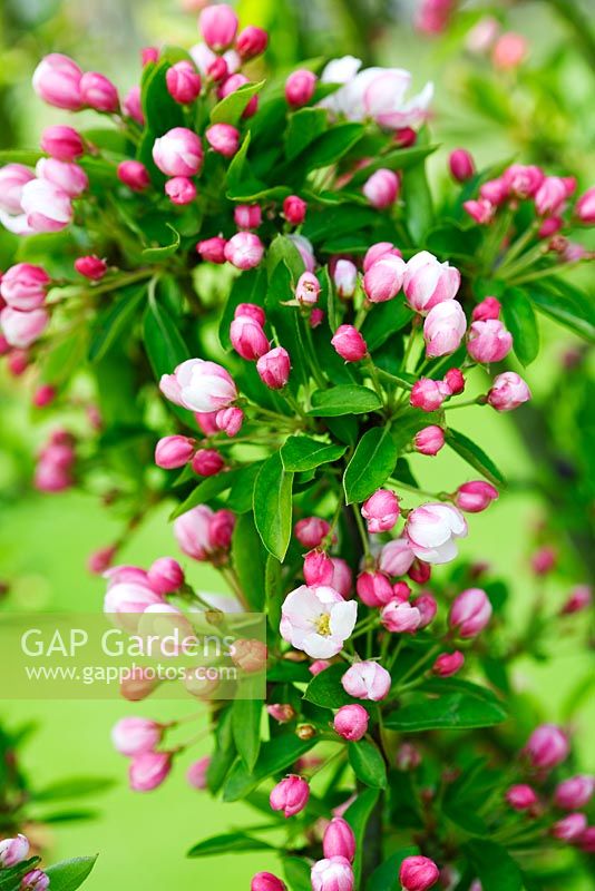 Malus 'Adirondack' - Crabapple  blossom