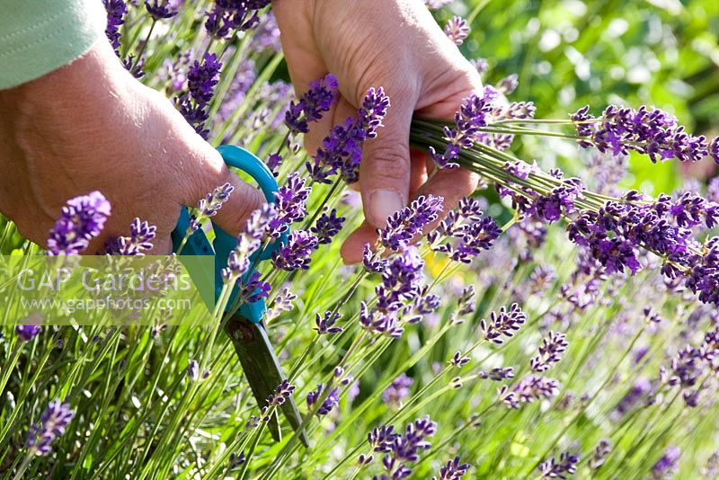Cutting lavender - Lavandula 'Munstead'