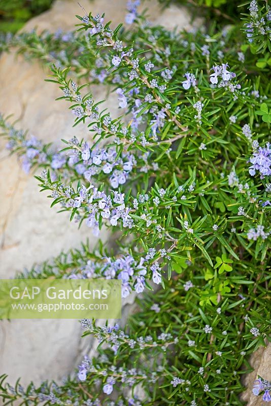 Rosmarinus officinalis growing between rocks