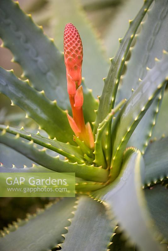 Aloe Vera with flower bud
