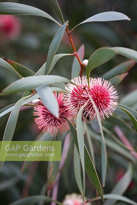 Eucalyptus flower from Australia 
