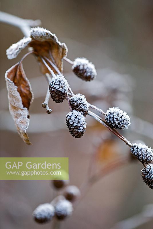 Alnus - Alder cones with frost