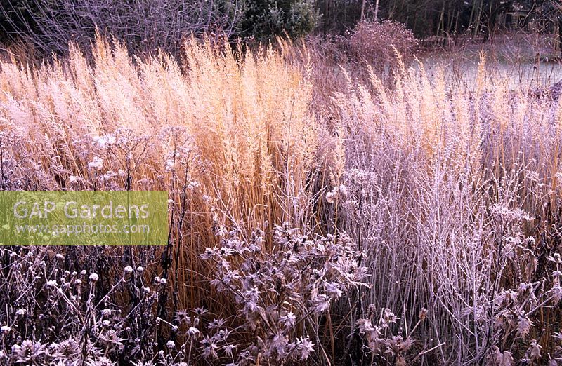 Piet Oudolf borders with Pennisetum 'Tall Tails', Eryngium 'Silver Ghost' and Perovskia 'Little Spires' - RHS Wisley, Surrey 