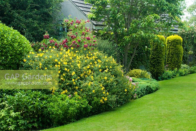 Hypericum 'Hidcote' and Rosa 'Grootendorst' in mixed border beside lawn - Cerne Abbas, Dorset