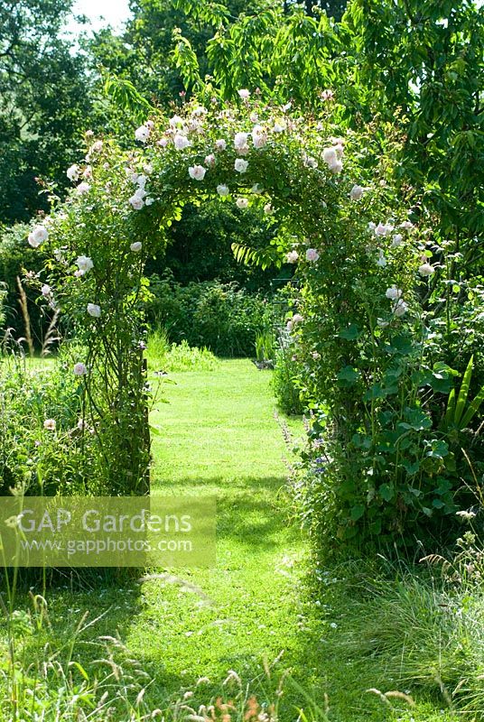 Rosa 'New Dawn' trained over arch in country garden - Cerne Abbas, Dorset